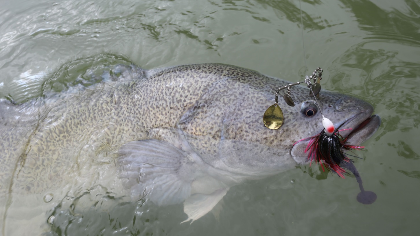 3 Best lures to catch a MONSTER Murray Cod