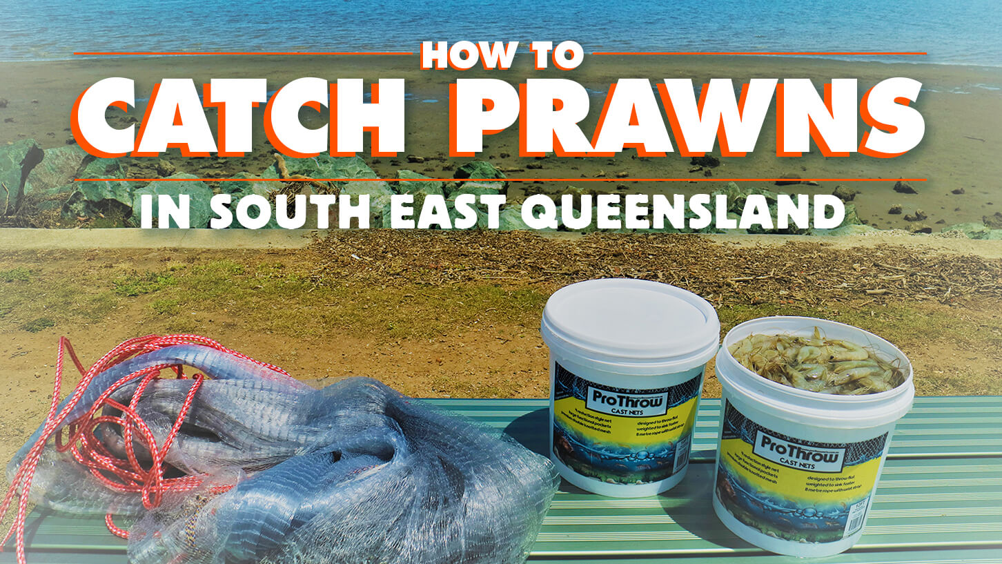 How to catch prawns in South East Queensland