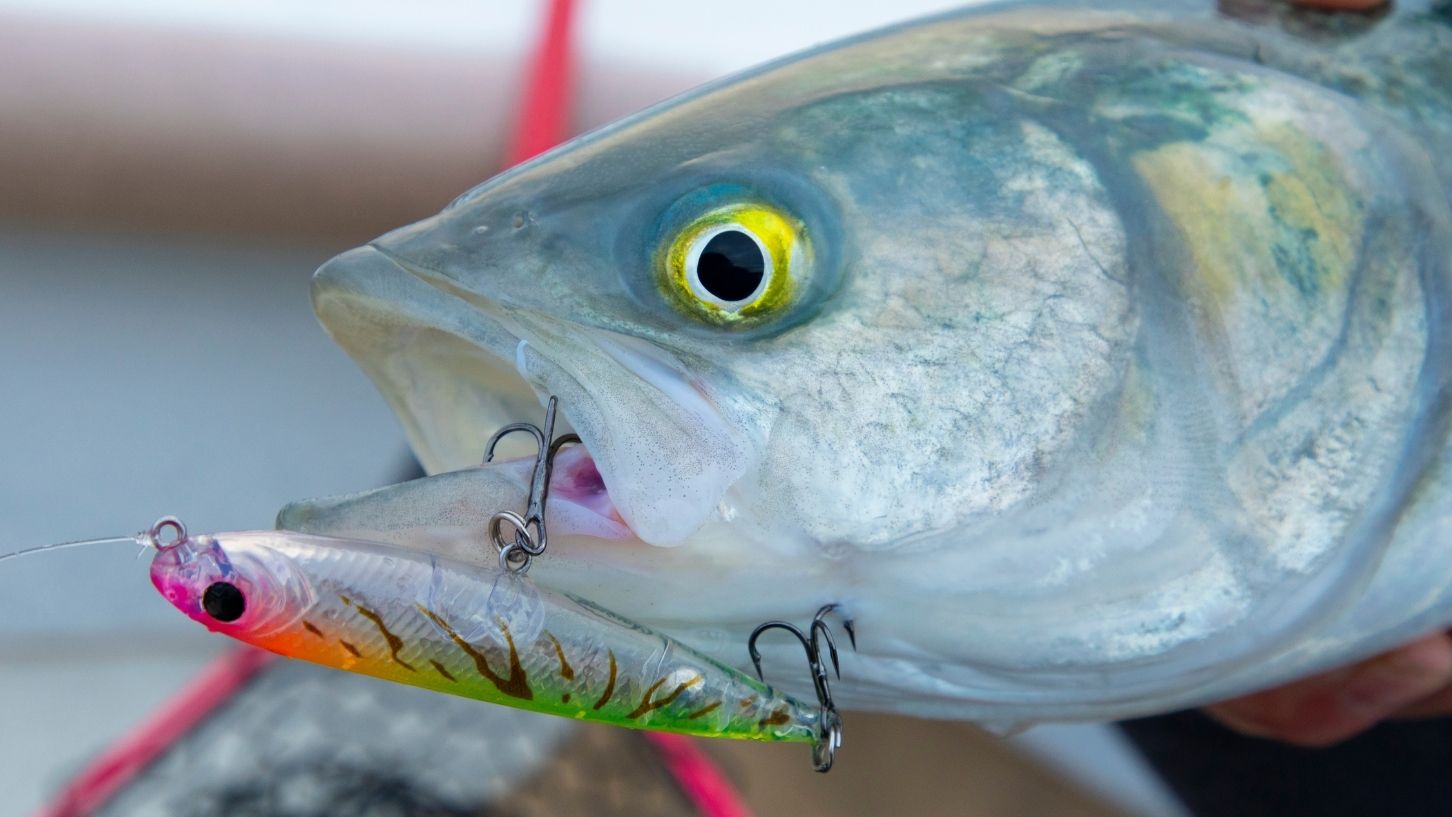 How to catch more fish with the Berkley Pro-Tech lure range