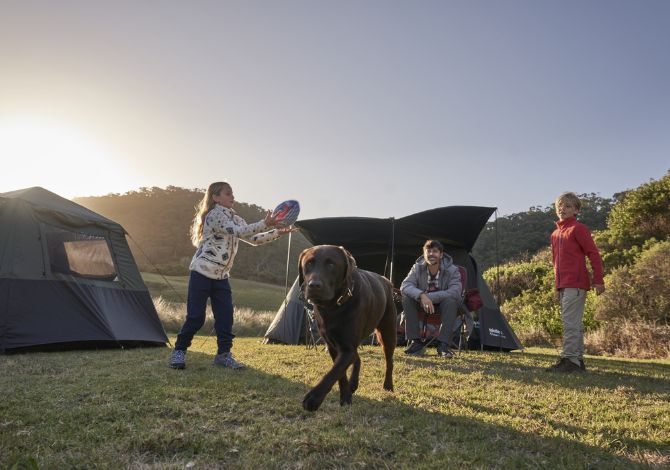 Complete Guide To Camping With Dogs