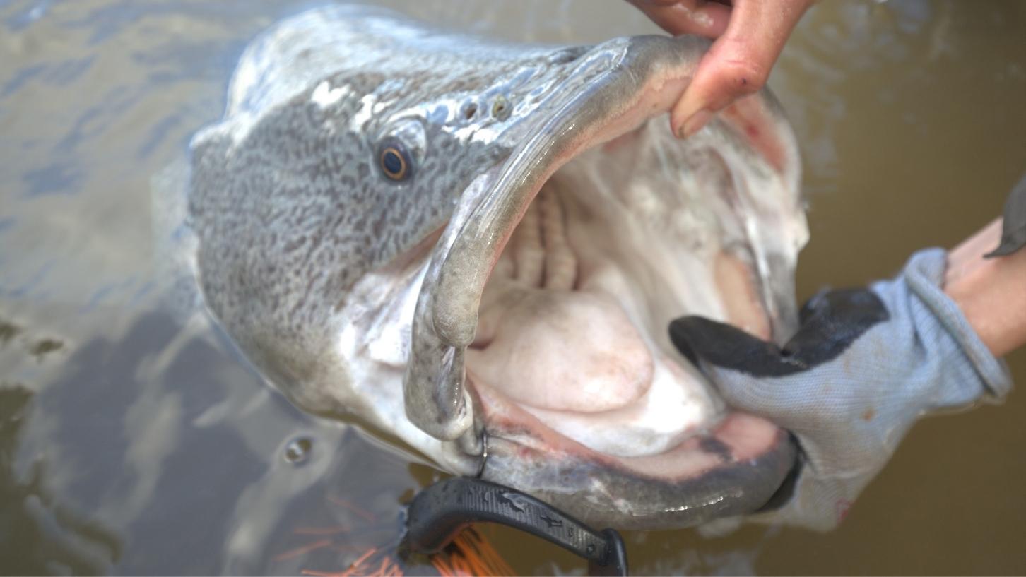 Fishing Lake Mulwala Guide | Anaconda