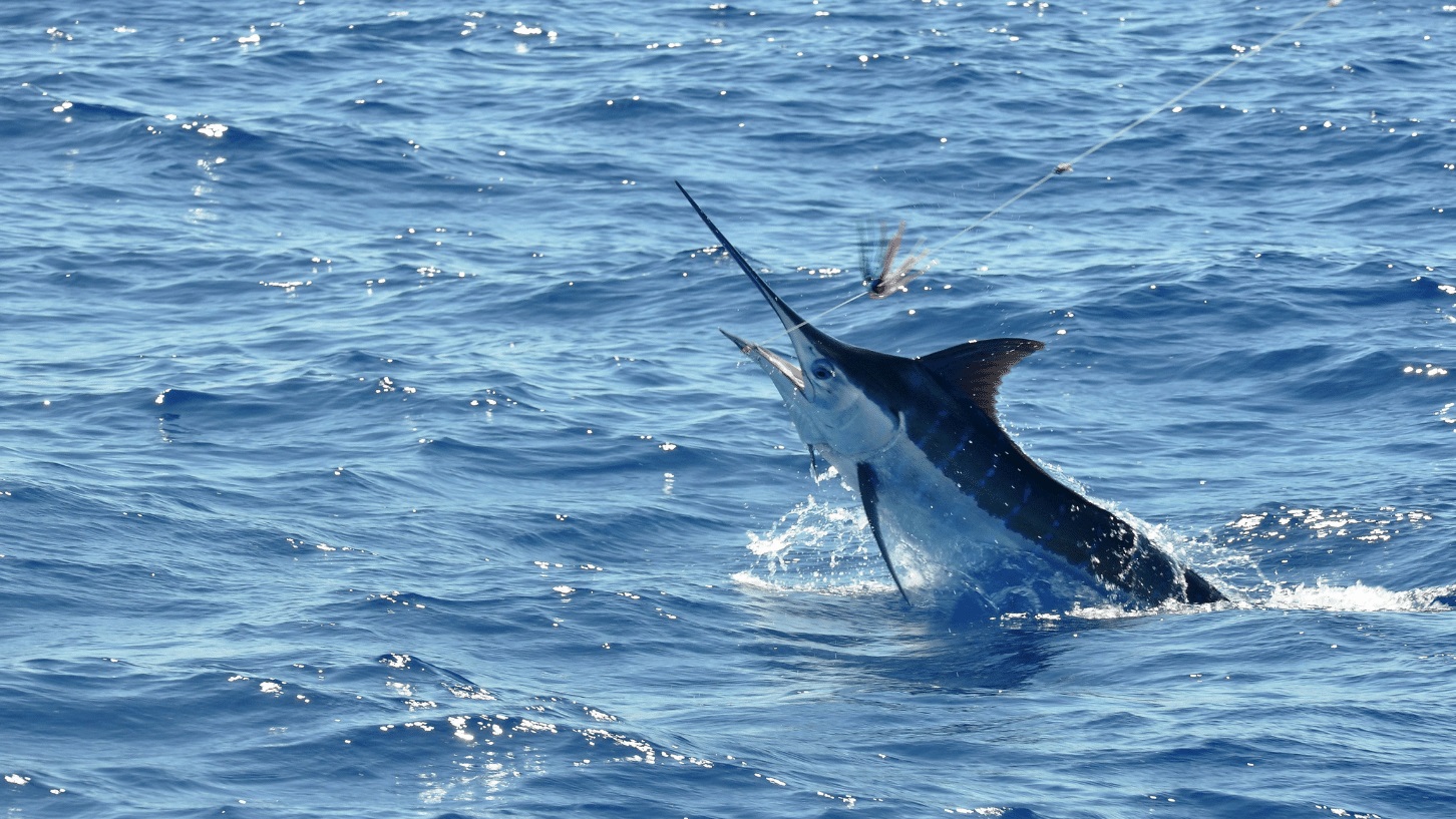 How To Catch Blue Marlin