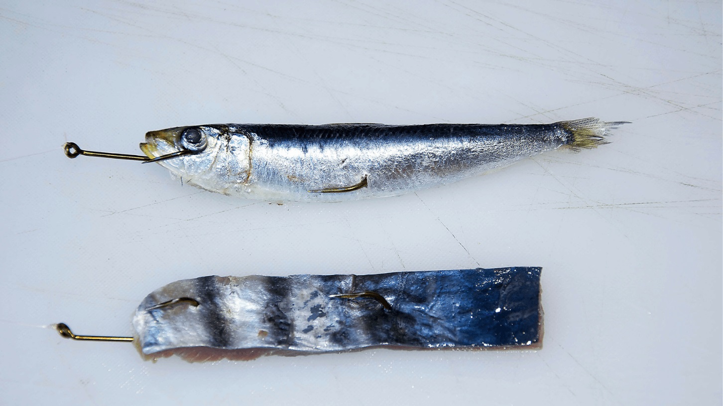 A pilchard and a striped tuna strip on a gang hook rig