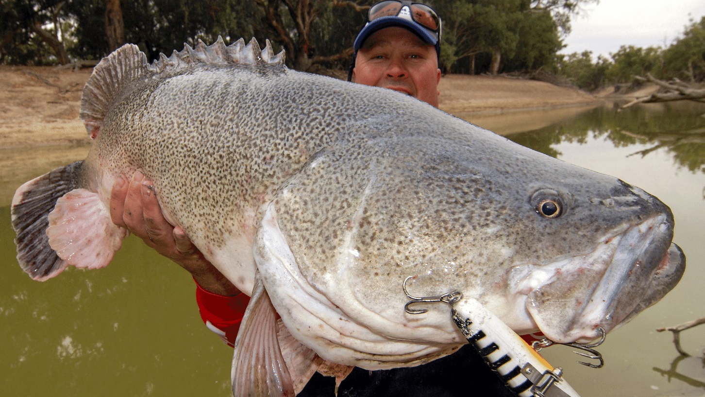 Targeting Murray Cod on Surface Lures