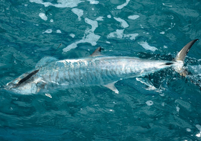 Spanish Mackerel Fishing Tactics