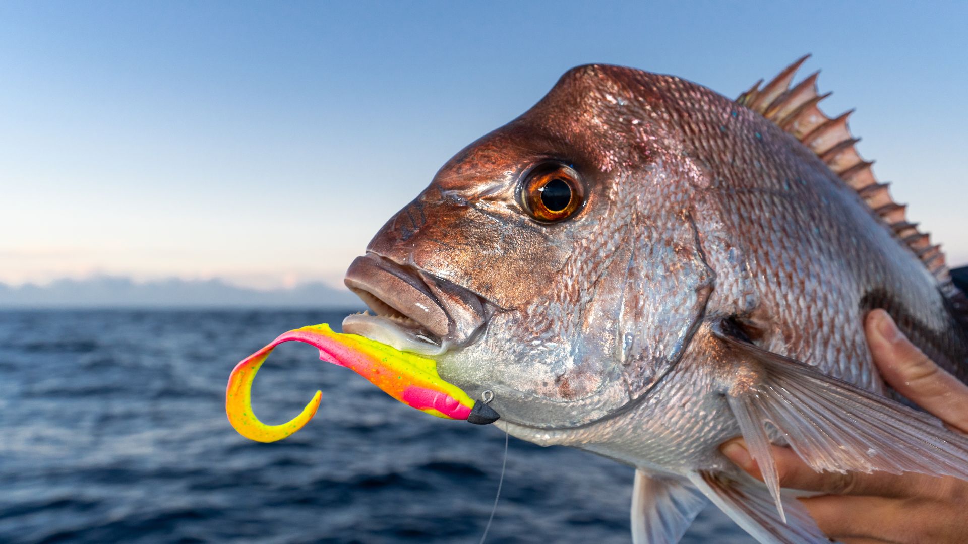 best lures for snapper fishing Bluefish Lure Kit - (3 Piece) known Spanish mackerel catcher Mustad Yellowtail Snapper Jig Head