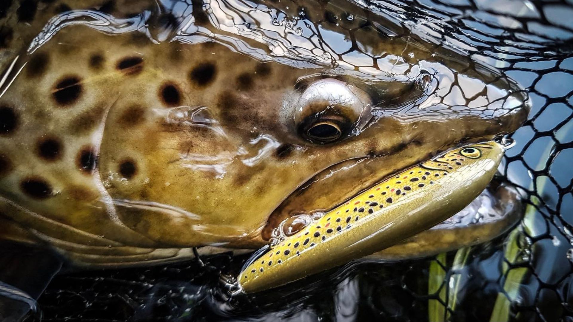 best lures for stocked trout 1/16 oz Limited Edition Bait The Versatile Angler: Fishing Hard