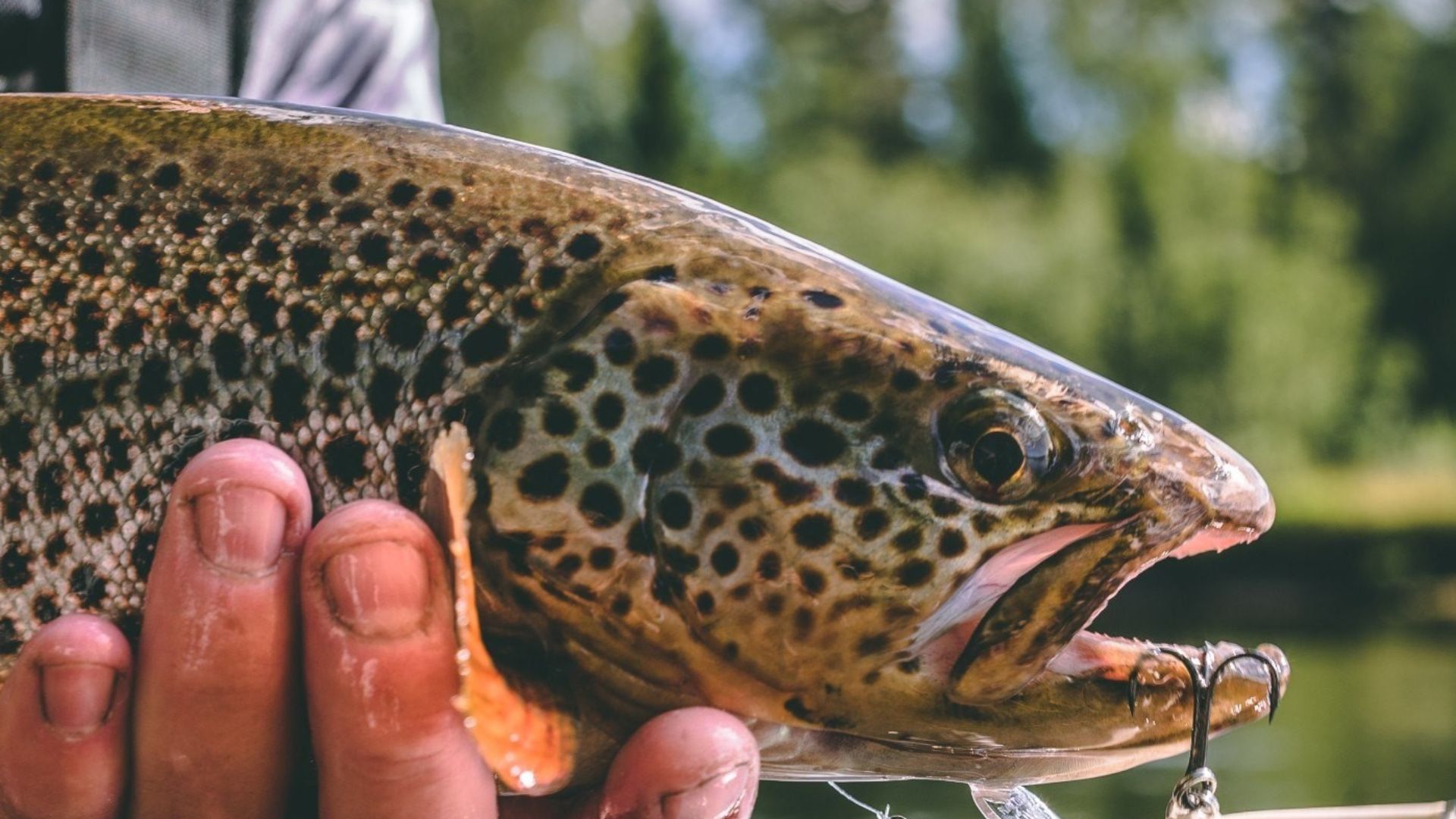 Best Surface Lures For Catching Trout