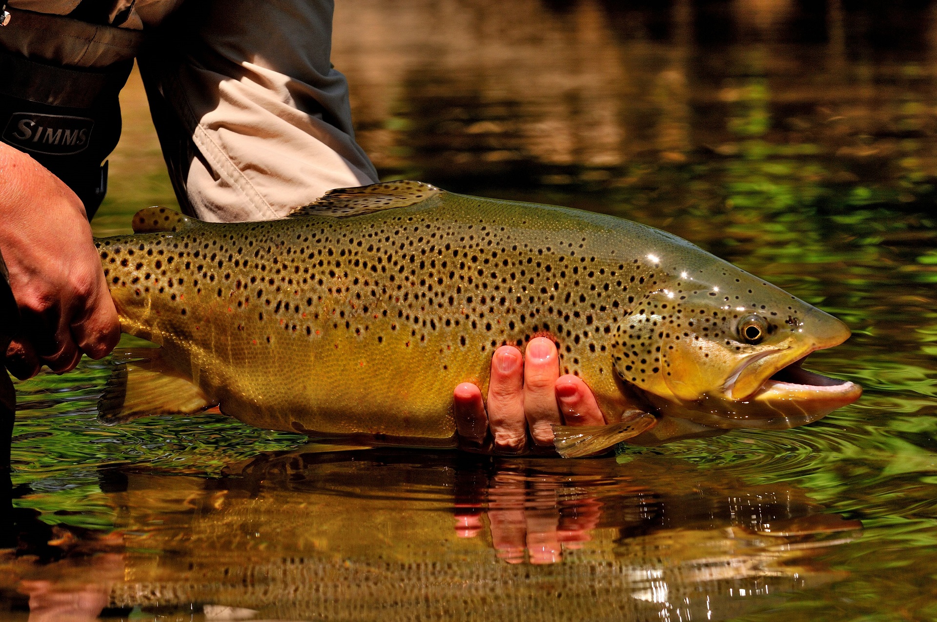 Top Tips for Trout Fishing