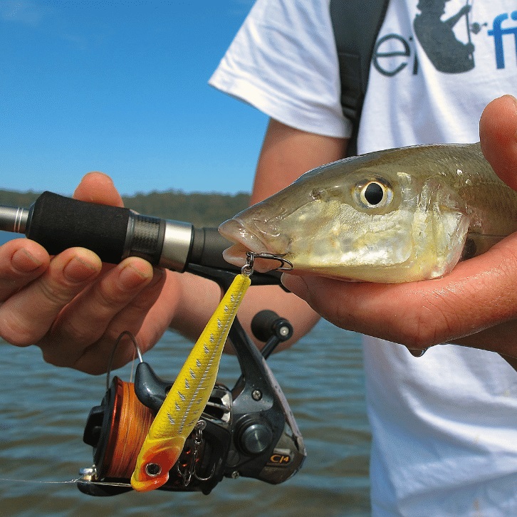 Wading For Whiting On Topwater Lures