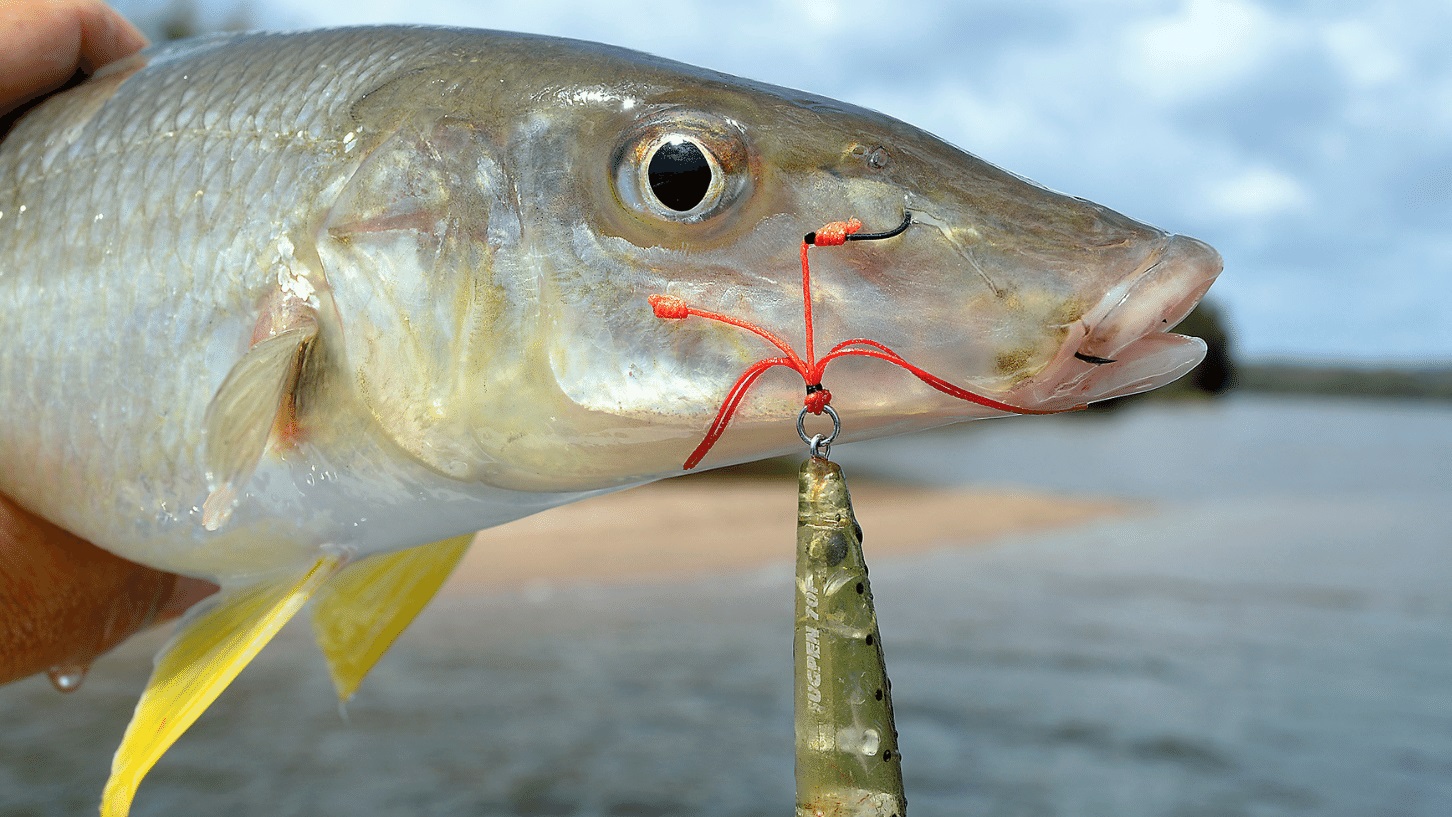 Wading For Whiting On Topwater Lures